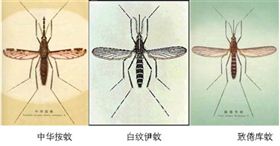 常见蚊子种类