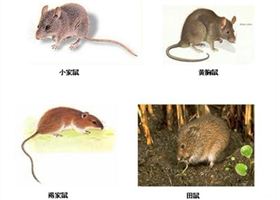 家栖鼠类的危害