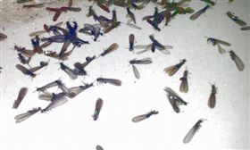  大水蚁&ldquo;空袭&rdquo;广东|灭白蚁|广州灭白蚁