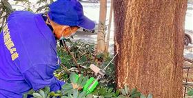 广州白蚁防治服务