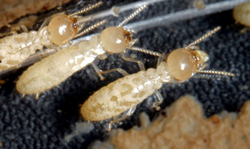 预防白蚁是房屋装潢的重要工作