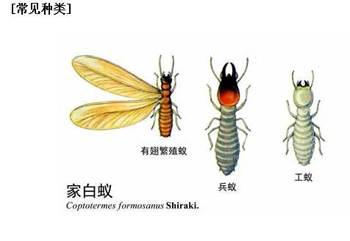 家中发现白蚁时的三个处理方法