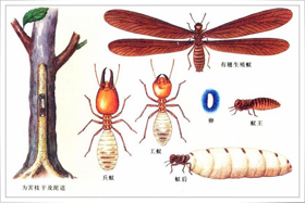 白蚁侵入室内途径