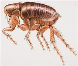 跳蚤的危害不低于白蚁给人类造成的危害
