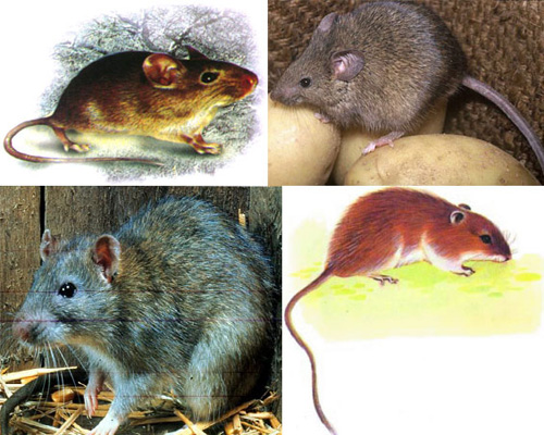灭鼠标准及鉴定方法