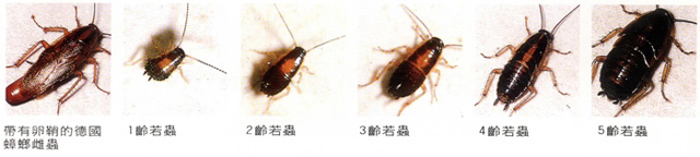 灭蟑螂标准及鉴定方法