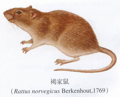家鼠的种类之褐家鼠