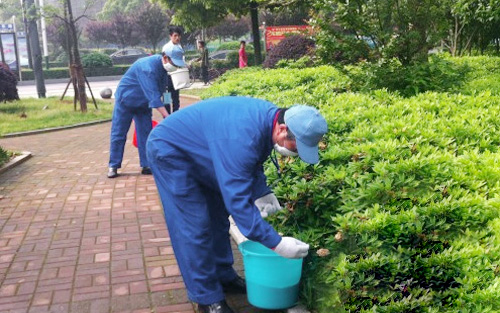老鼠防治之化学防治