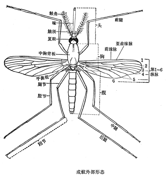 蚊子的形态特征