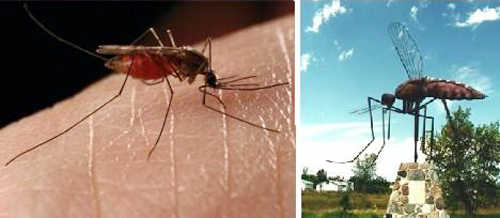 蚊子生活习性之成蚊习性