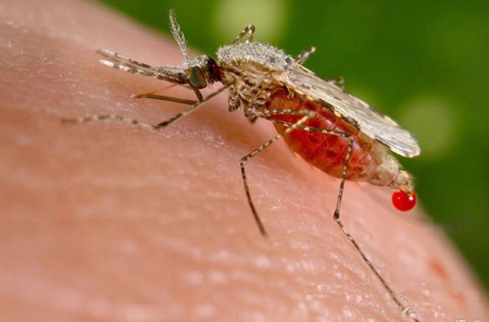 蚊子防治之化学防治