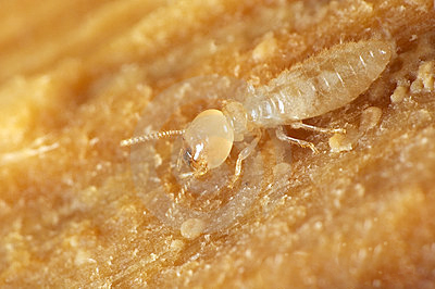 常见白蚁之黑翅土白蚁和黄翅大白蚁