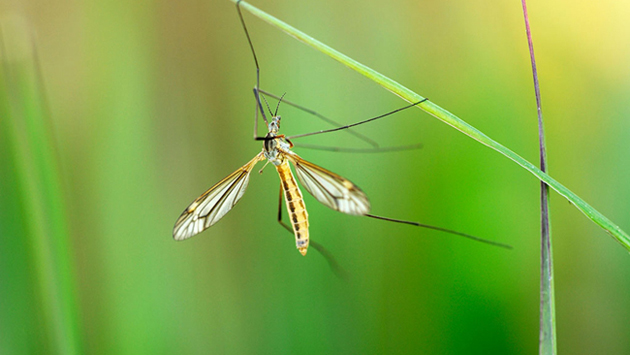 蚊子是如何追踪到我们的？