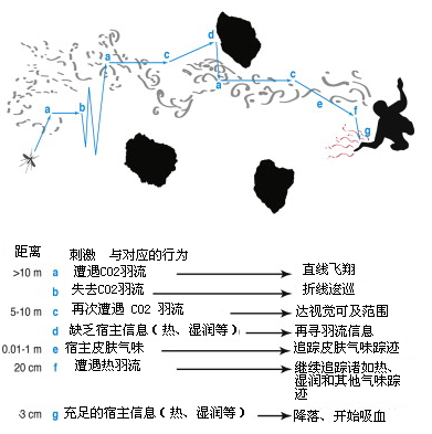 蚊子是如何追踪到我们的？