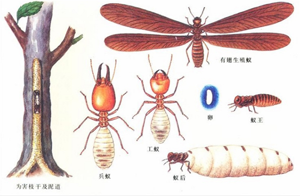 大水蚁其实就是我们所说的白蚁