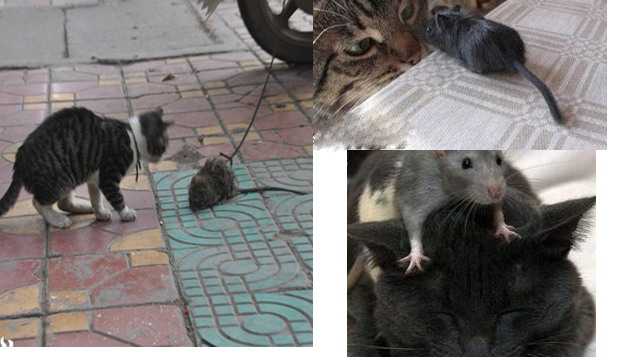 老鼠体型硕大数量密集,竟把猫都吓跑|广州灭鼠公司