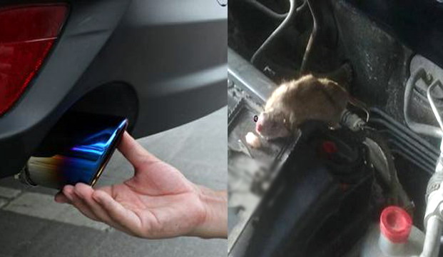 老鼠躲进车里取暖，引起发动机损坏|广州灭鼠|除四害