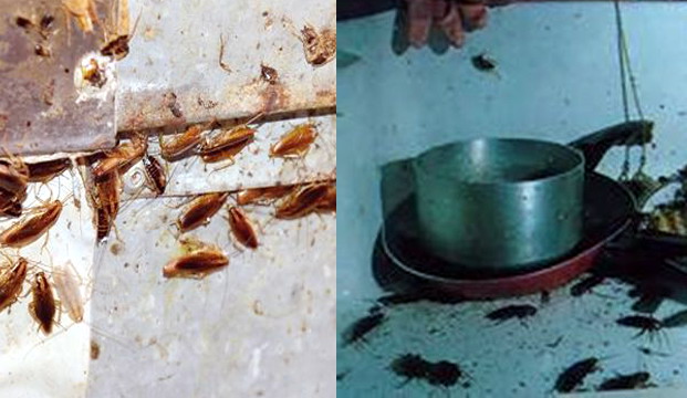 厨房环境要做长期蟑螂防治|灭蟑螂|蟑螂防治