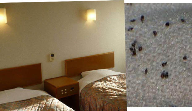 酒店为什么容易出现臭虫|灭臭虫|专业灭臭虫