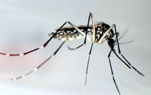  广州地区白纹伊蚊活动监测|灭蚊|蚊子防治|广州灭蚊