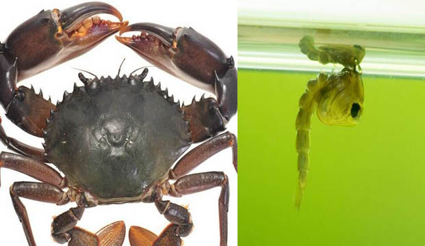 科学新发现：螃蟹灭蚊子|灭蚊|专业蚊子防治