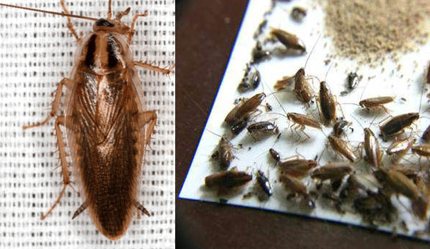 德国小蠊：一只一年可繁殖数万只后代|灭蟑螂|灭蟑方法|专业灭蟑|除四害