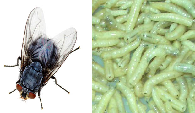 每年有6万人因苍蝇丢了性命|灭蝇|防蝇|除四害