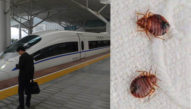 臭虫现身高铁，乘客被咬|灭臭虫|灭杀臭虫|臭虫防治
