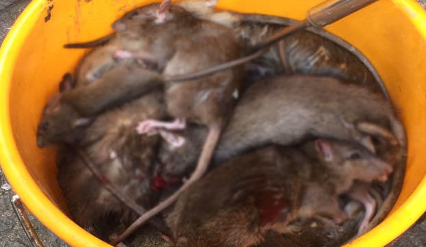 灭鼠|专业灭鼠|灭鼠方案|老鼠防治