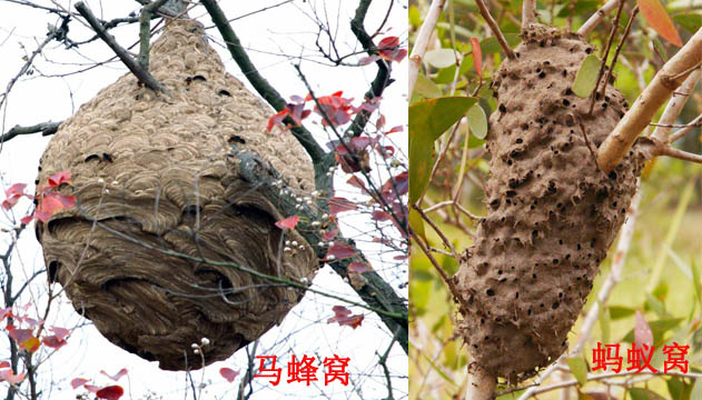 切勿把马蜂窝当蚂蚁窝 |灭杀蚂蚁|灭杀马蜂|杀虫公司|广州专业杀虫
