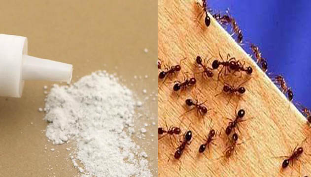 灭蚂蚁|广州杀虫公司|灭蚂蚁方法|灭蚂蚁药物|专业杀虫|除四害