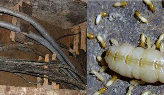 白蚁破坏引起断电|灭白蚁|白蚁腐蚀|广州白蚁防治