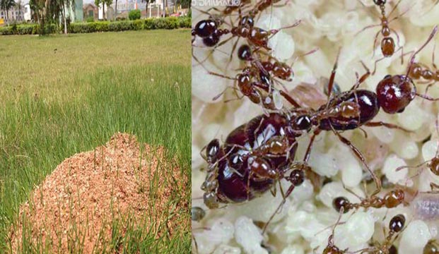 操场挖出超级红火蚁巢，蚁后有10个|灭红火蚁|杀虫|广州灭虫|除四害
