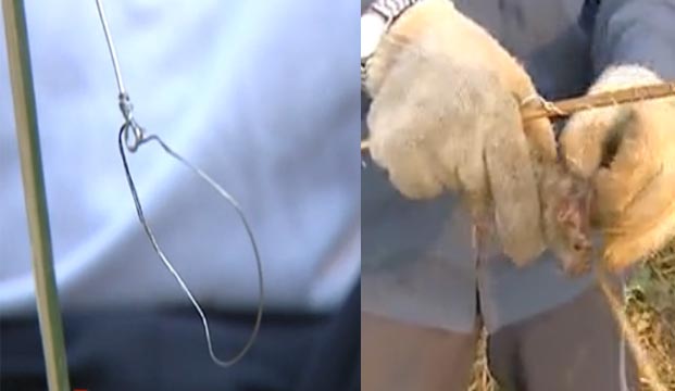  灭鼠神器：一根竹片两根铜丝|灭鼠工具|老鼠防治
