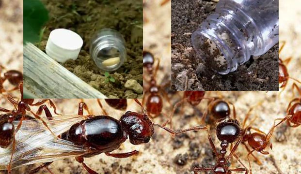 简单方法防范红火蚁|灭杀红火蚁|灭蚁方法|专业灭虫|广州除四害