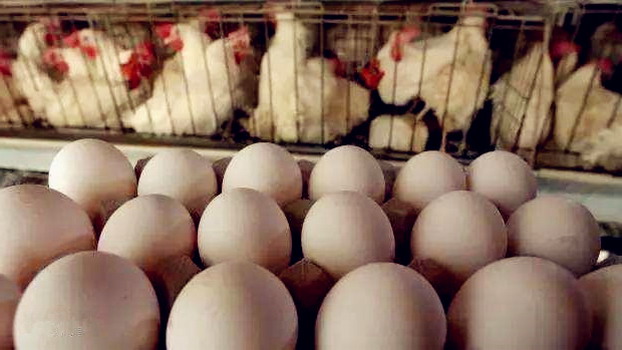 都说国内食品容易出现安全问题，但国外的食品就安全了吗？最近荷兰又爆出了“毒鸡蛋”事件，这次食品安全问题在比利时、德国、荷兰等多个国家被大范围揭露。最初是比利时发现从荷兰入口的鸡蛋中含有“氟虫腈”成分，却没有及时对外公布，导致“毒鸡蛋”的影响范围进一步扩大，“氟虫腈”是一种有效杀灭害虫的药品，而这些灭虫药物是怎样进入到鸡蛋里面的呢？ 荷兰当局经过调查，逮捕了两名名为“鸡之友”灭虫公司的负责人，食品安全问题发现之前，这家灭虫公司公司为荷兰很多农场进行过灭蟑服务。截至目前，已经有约20万颗鸡蛋流入了消费市场。 通过这次“氟虫腈”污染事件，反映了灭虫药物的管控、使用问题，灭虫药药物的使用中，某环节一旦出现疏漏，导致污染造成的影响和损失是无法估量的。对于各种环境中的安全灭虫工作，可咨询广州康雅灭虫除四害咨询热线：020-87648182  手机：13352832182