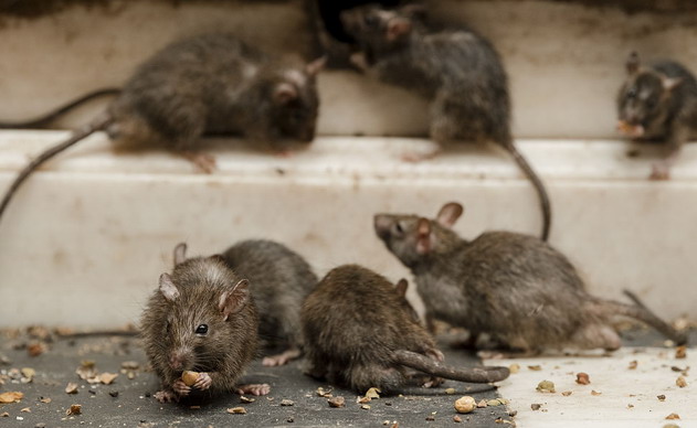  美国街道老鼠猖獗，投入巨资灭鼠|老鼠防治|灭鼠方案|广州灭鼠