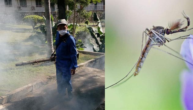 预防乙脑，蚊子防治必不可少|灭蚊|防蚊|环境消毒|广州蚊子防治