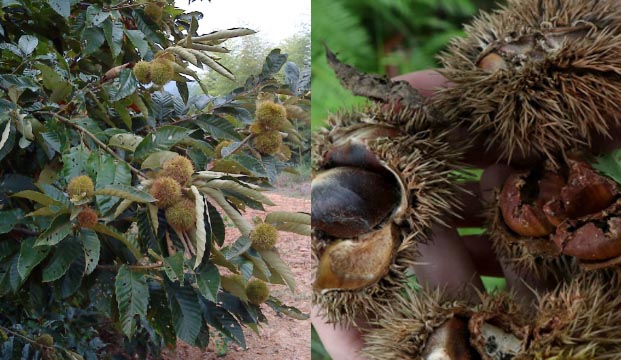 秋季，板栗园里灭鼠忙|灭鼠|灭鼠工具|老鼠防治|广州老鼠防治