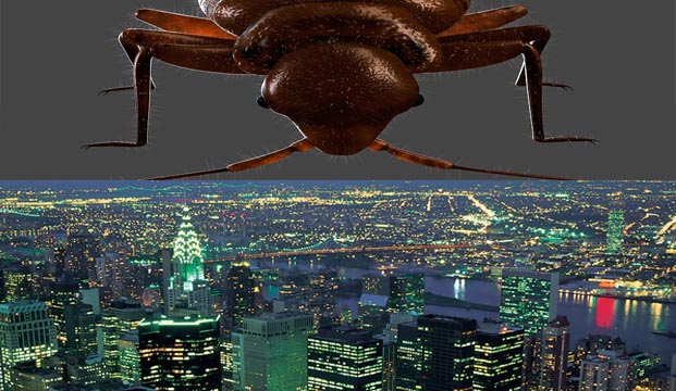 臭虫“登陆”纽约|灭臭虫|防治臭虫|广州灭虫服务