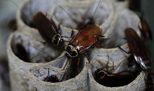 温度升高，你家的蟑螂处理了吗|蟑螂防治|灭蟑|广州灭蟑