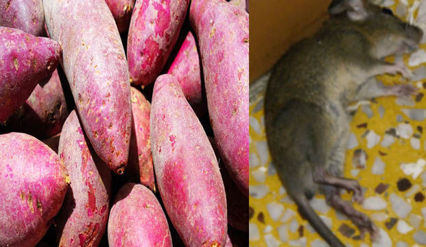  灭鼠良方，红薯上阵|灭鼠|杀虫灭鼠公司|广州灭鼠