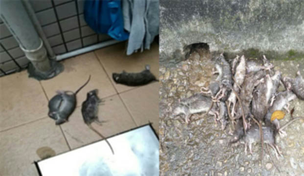 黄埔看守所清理鼠尸|灭鼠|杀虫公司|广州老鼠防治