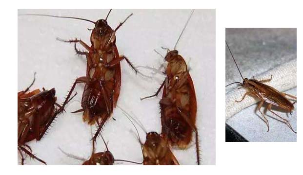  南方的蟑螂为何如此“巨大”|灭蟑|广州灭蟑