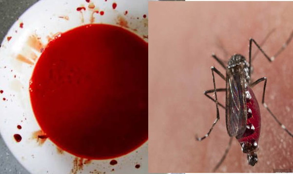 用血液防蚊子叮咬有效果？|灭蚊|蚊子防治|广州灭蚊