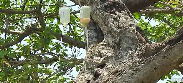 7百岁古树“输液”治白蚁|灭白蚁|白蚁防治