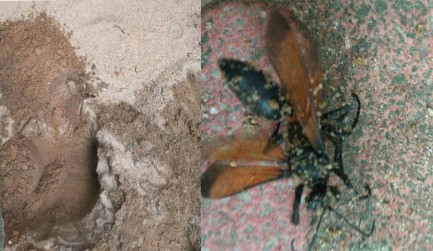  学校沙池灭泥蜂|灭虫|杀虫公司|广州灭虫