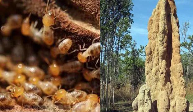  白蚁－自然界中的美食家和建筑师|白蚁防治|广州白蚁防治