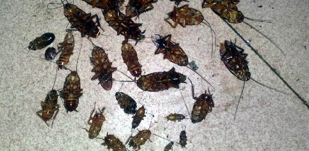 夏日，能让屋里的蟑螂彻底消失吗|灭蟑|广州灭蟑