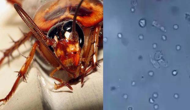 蟑螂出没，导致儿童肺里长虫|灭蟑|广州灭蟑